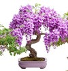 Free contest : A complete bonsai starter kit